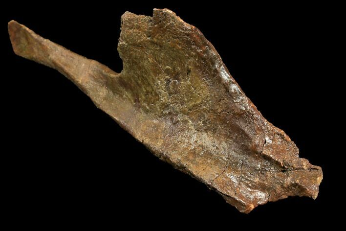 Fossil Hadrosaur Nasal Bone - Hell Creek Formation #115345